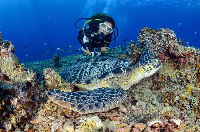 Apo Diver Beach Resort San Juan  Exterior foto